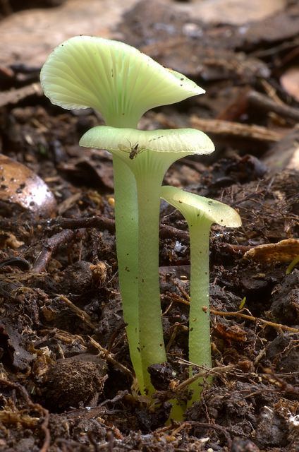 Gliophorus graminicolorThese beautiful green mushrooms, scientifically named Gliophorus graminicolor (Hygrophoraceae), are found in Australia and New Zealand.Syn. Hygrocybe graminicolorReferences: [1]Photo credit: ©Ken J. Beath | Locality: Bola Creek, Royal NP, Australia (2014) Green Mushroom, Yellow Mushroom, Lichen Moss, Mushroom Pictures, Plant Fungus, Slime Mould, Mushroom Fungi, Wild Mushrooms, Australia And New Zealand