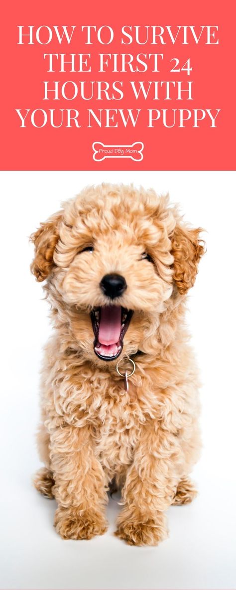 2 Month Old Puppy, Puppy Training Schedule 8 Weeks, Adopting A Puppy, Puppy Advice, Poochon Dog, Puppy Training Treats, Puppy Things, Training Puppies, Training A Puppy