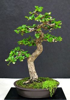 Fukien Tea Bonsai, Japanese Maple Bonsai, Bonsai Fruit Tree, Maple Bonsai, Bonsai Tree Care, Bonsai Care, Bonsai Techniques, Juniper Bonsai, Bonsai Styles