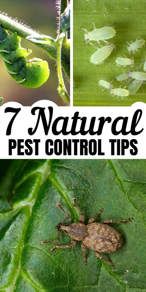 Organic pest control doesn’t have to mean fruits and veggies riddled with worms. Here’s how to use organic pest control methods to keep your vegetable garden thriving without pest damage — and without poison. #organic #gardening Organic Gardening Pest Control, Gardening Photography, Organic Pest Control, Herb Garden Design, Home Grown Vegetables, Natural Pest Control, Garden Pest Control, Garden Design Layout, Magic Garden