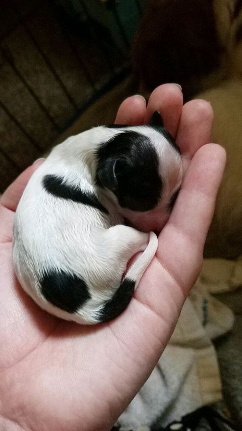 Newborn Puppy Fits In The Palm Of My Hand Baby Flying Squirrel, Baby Warthog, Baby Meerkat, Newborn Elephant, Baby Skunks, Baby Gorillas, Baby Sea Turtles, Baby Dolphins, Baby Raccoon