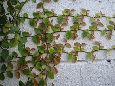 Creeping fig vine, also known as fig ivy, creeping ficus and climbing fig, is a popular ground and wall cover in warmer parts of the country and a lovely houseplant in cooler areas. Creeping fig plant (Ficus pumila) makes a wonderful addition to the home and the garden. If we do a chainlink fence, this might be better than bougainvillea? (Lush green backdrop - without the thorns). Creeping Fig Vine, Fig Vine, Wall Climbing Plants, Creeping Fig, Ficus Pumila, Fig Plant, Creeping Jenny, Garden Vines, Ivy Plants