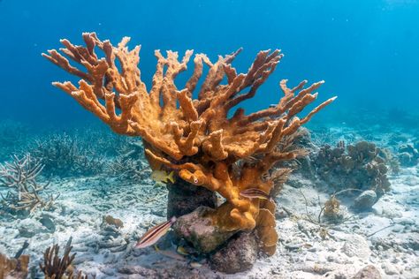 Elkhorn Coral, Ocean Habitat, Coral Bleaching, Ocean Reef, Extreme Weather Events, Marine Ecosystem, Tropical Destinations, Caribbean Sea, Underwater World