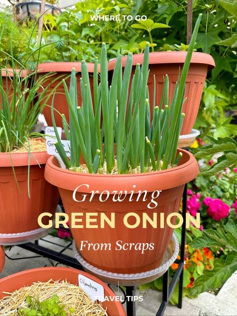 The latest popular posts about #gardenaesthetic｜Lemon8 Growing From Scraps, Planting Green Onions, Regrow Green Onions, Green Onions Growing, Growing Onions, Garden Remedies, Small Vegetable Gardens, Growing Greens, Vegetable Garden Diy