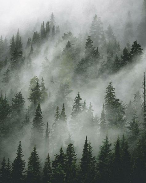 Fog Photography, Conifer Forest, Delta Breezes, Dark Naturalism, Dark Forest Aesthetic, Foggy Mountains, Between Two Worlds, Long Road Trip, Foggy Forest