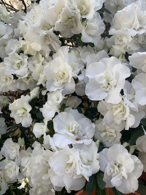 White flowers Widgets Flowers, Fluffy Flowers, Flowers White, Natural Forms, Nature Art, White Flowers, Collage, Flowers, Pins