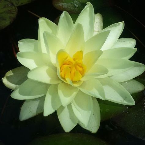 El término nenúfar se aplica, en general, a plantas acuáticas con flores que crecen en lagos, lagunas, charcas, pantanos o arroyos de corriente lenta, estando usualmente enraizadas en el fondo. Los nenúfares pertenecen a las familias Nymphaeaceae, Cabombaceae del orden Nymphaeales; la familia Nelumbonaceae del orden Proteales y también a los géneros Nymphoides de la familia Menyanthaceae del orden Asterales y el género Hydrocleys de la familia Alismataceae del orden Alismatales. Water Plants, Santa Maria, Plants, Water, Quick Saves