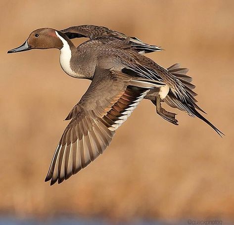 Duck Pics, Northern Pintail, Pintail Duck, Waterfowl Taxidermy, Duck Mount, Duck Species, Duck Stamp, Goose Hunting, Duck Pictures