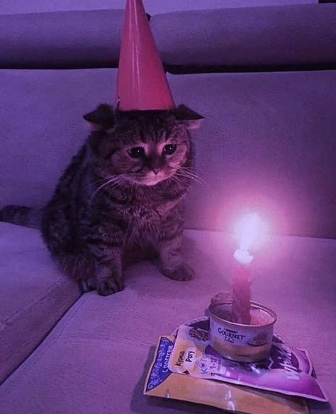 Birthday Cat Aesthetic, Julissacore Aesthetic, Koty Aesthetic, Cat Birthday Aesthetic, Scarlettcore Aesthetic, Happy Anime Aesthetic, Quinncore Aesthetic, Catcore Aesthetic, Happy Birthday Aesthetic