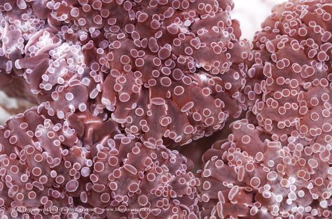 Collectors Choice WYSIWYG item Wall Frogspawn Coral, Euphyllia divisa Frogspawn Coral, Fishing Humor, Red Peppercorn, The Collector, Coral, Funny, Wall, Red, Blue