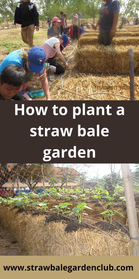 Garden Growth, Gardening, SBG method, Straw Bale Garden, Bigger Plants, Better Yields- Straw Bale Gardening Method, Straw Bale Gardening, Howto_Start_Straw_Bale_Garden, What is Straw Bale Gardening Hay Bale Planting, Hay Bale Garden, Straw Bale Gardening Layout, Strawbale Garden, Haybale Gardening, Hay Bale Gardening, Plant Magick, Strawbale Gardening, Straw Bale Garden