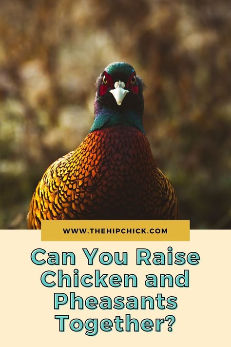 Pheasant Run Ideas, Pheasant Coop Ideas, Pheasant Enclosures, Pheasant Coop, Pheasant Pen, Raising Pheasants, Pheasant Farm, Pheasant Eggs, Raising Livestock