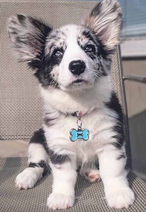 Blue Merle Corgi Australian Shepherd Collie Mix Puppy, Corgi Merle, Aussie Corgi, Blue Merle Corgi, Merle Corgi, Blue Merle Aussie, Aussie Puppies, Blue Merle, Cute Corgi