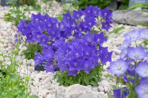 Campanula carpatica var turbinata 'Jewel' (Carpathian Bellflower) is a low-growing perennial forming a neat mound of toothed and rounded mid-green leaves. In early summer, large, dark violet-blue, upward facing flowers are borne on short stalks just a Campanula Carpatica, Living Mulch, Primula Vialii, Campanula Flowers, Front Yard Makeover, Succulent Containers, Mexican Sunflower, Yard Makeover, Planting Combinations