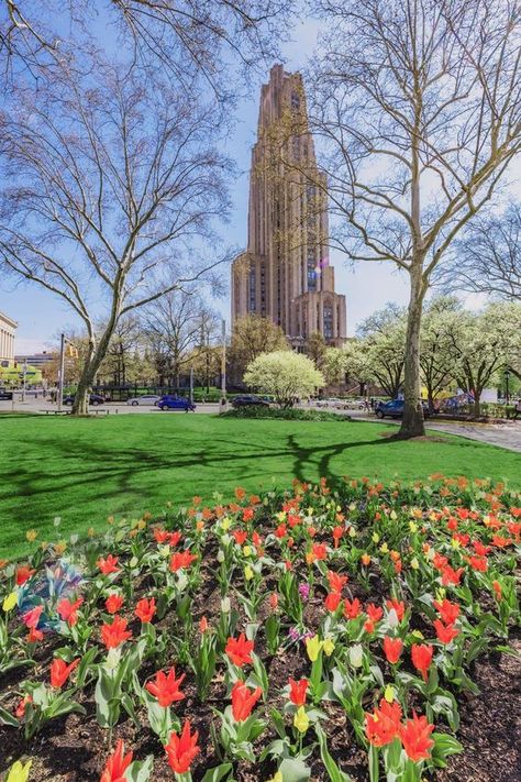 Pitt College University Of Pittsburgh, Cathedral Of Learning Pittsburgh, Pittsburgh University Aesthetic, University Of Pittsburgh Dorm, Pitt University Aesthetic, University Of Pittsburgh Aesthetic, Pitt Aesthetic, Pitt College, Pittsburgh Aesthetic