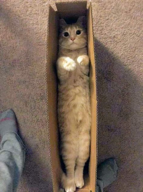 In A Box, A Box, A Cat, Need This, Feline, Animals