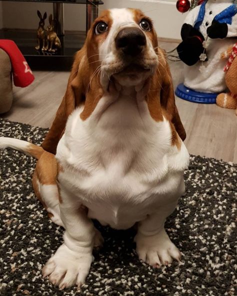 14 Things You Might Not Know About Basset Hounds | PetPress Basset Hound Tattoo, Hound Tattoo, Basset Hound Funny, Funny Basset Hound, Hound Dog Puppies, Blood Hound, Basset Hound Art, Basset Dog, Basset Puppies