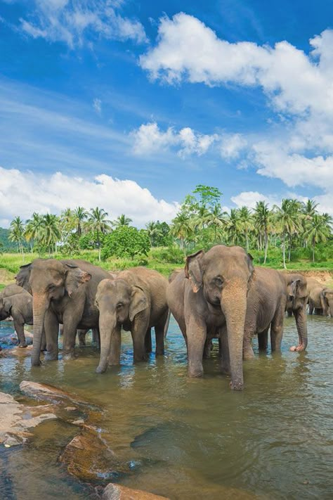 Travel Sri Lanka: 30 Photos That Will Make You Pack Your Bags And Go - Lifestyle & Travel Blog Travel And Tourism Aesthetic, Sir Lanka Travel, Sri Lanka Tourism, Sri Lanka Elephants, Khoa Sok National Park, Yala National Park Sri Lanka, Family Travel Aesthetic, Sri Lanka Travel Photography, Travel Life Aesthetic