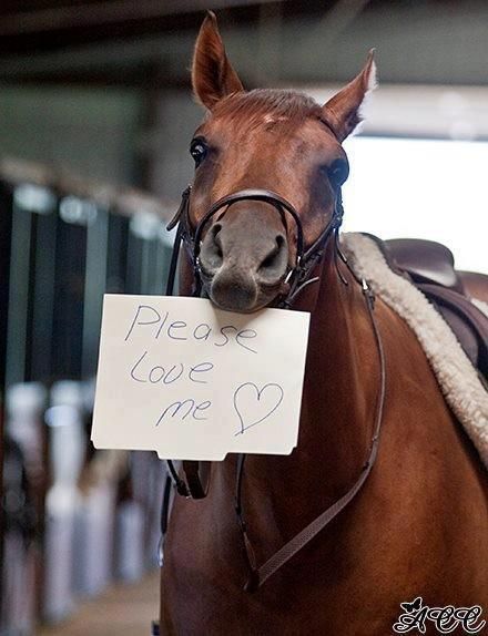 Funny Horse Pictures, Cute Horse Pictures, Funny Horses, Funny Horse, Horse Quotes, Horse Crazy, Clydesdale, Cute Horses, Horse Life