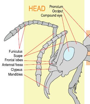 Ant Worker Morphology--head Ant Anatomy, Insect Anatomy, Hank Pym, Scandinavian Nursery, Arthropods, High School Art, Spiders, Ants, Art School