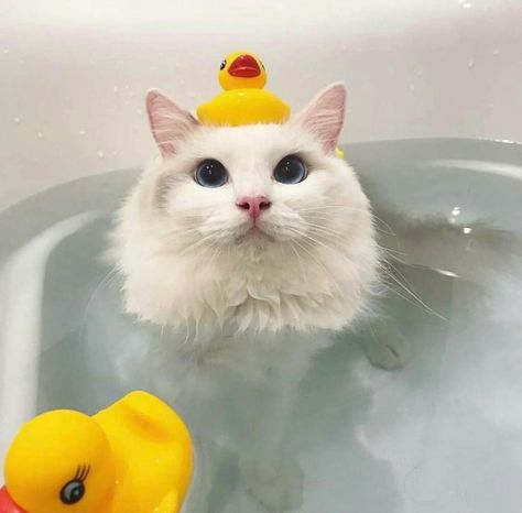 Cat Bath, Foster Kittens, Cat Person, Cute Cats And Dogs, Silly Cats, Sweet Animals, Pretty Cats, Cute Little Animals, Beautiful Cats