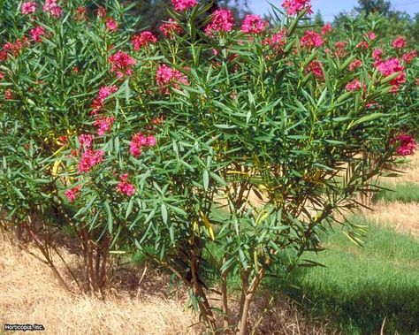 Deer Resistant Landscaping, Oleander Plants, Arizona Landscaping, Media Sombra, Native Landscaping, Flowering Quince, Hgtv Garden, Flowering Bushes, Drought Resistant Plants