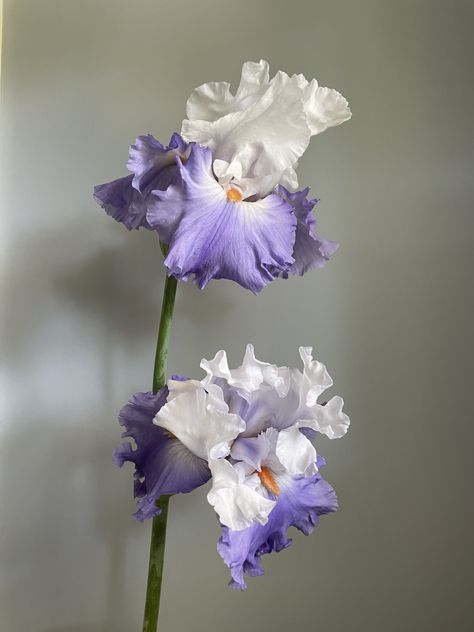 Iris Wallpaper Aesthetic, Iris Astethic, Iris Flowers Aesthetic, Iris Core, Iris Aesthetic Flower, Iris Aesthetic, Purple And Blue Flowers Aesthetic, Purple Iris Flowers, Purple Iris Flowers Aesthetic