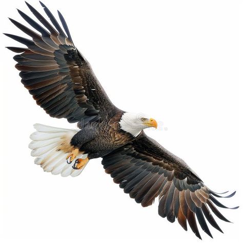 Photo about a powerful bald eagle soaring with wings fully spread against a white background. AI generated. Image of animals, white, conservation - 314747522 Eagle Background, Freedom Bird, Eagle Soaring, Eagle Pose, Eagle In Flight, White Wings, In Flight, Animals Images, Birds Eye