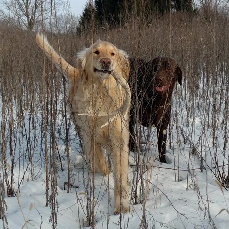 The Basics of Shed Hunting with a Dog | Michigan Out-of-Doors Shed Hunting, Deer Camp, Deer Horns, Shed Antlers, Train Your Dog, Labrador Puppy, Older Dogs, Whitetail Deer, Dog Obedience