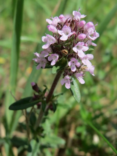 Thymus Serpyllum, Garden Renovation, Plants