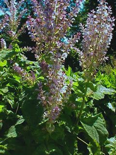 Sage Herb, Garden 2023, Sage Tea, California Plants, Herb Garden In Kitchen, Plant Magic, Healing Plants, Veg Garden, Beautiful Wedding Photos