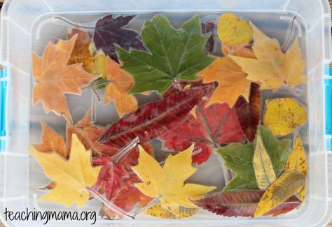 Activities with Laminated Leaves Laminated Leaves, Fall Storytime, Provocation Ideas, Curriculum Map, Fall Crafts For Toddlers, Fall Board, Preschool Crafts Fall, Preschool Fall, Leaf Projects