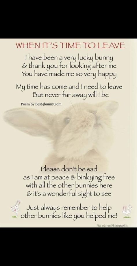 Bunny Memorial, I Am Poem, New Zealand Rabbits, Die Quotes, Till We Meet Again, Cats Diy Projects, Pet Bunny, Hazel Eyes, Losing A Pet