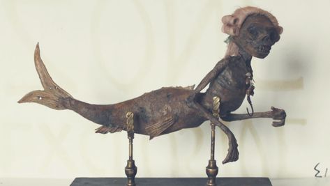 The Weird and Wonderful World of Chimaera Taxidermy - Catawiki Fiji Mermaid, Creepy Houses, Water Spirit, Real Mermaids, Mermaid Diy, Sculpture Ideas, Forest Creatures, Weird And Wonderful, Taxidermy