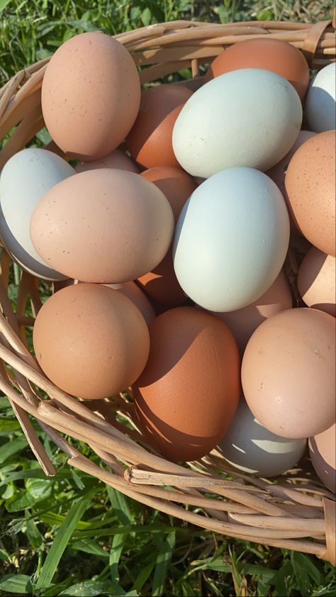 Fresh Eggs Aesthetic, Chicken Eggs Aesthetic, Chicken Astetic, Chickens Aesthetic Farm, Organic Farm Aesthetic, Chicken Aesthetic Animal, Chicken Asthetic Picture, Farm Lifestyle Aesthetic, In A Jam Kate Canterbary