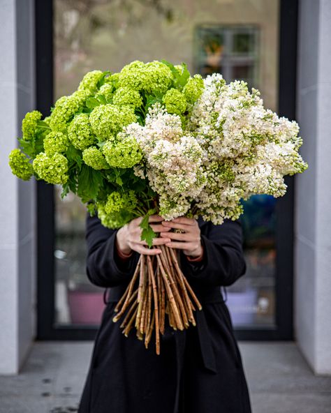 #whitesyringa #syringa #viburnum #flowers #flowerlovers Viburnum Bouquet, Italian Summer, Seasonal Flowers, Flower Fashion, Summer Flowers, Flower Shop, Hydrangea, Perfect Match, Wedding Decor