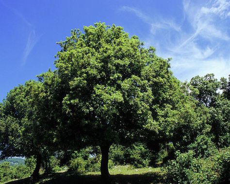 Holly Oak Tree, Quercus Ilex Trees, Holm Oak, Eastern Mediterranean, Mediterranean Plants, Mountain Ash, Plant Garden, Buddha Quotes, Texas Hill Country