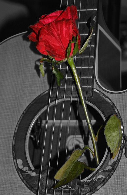 .. Guitar With Roses, Human Body Organs Anatomy, Piano Pictures, Human Body Organs, Good Morning Flowers Rose, 4k Wallpaper For Mobile, Guitar Photography, Beautiful Good Night Images, Guitar Painting