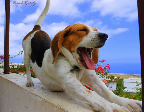 Dog Stretching, Dog Yawning, Cute Beagles, Calm Dogs, Animal Crackers, Dog Help, Beagle Puppy, Beagle Dog, Hound Dog