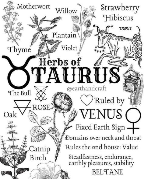 Bull Woman Tattoo, Zodiac Scents, Taurus Meaning, Dainty Tats, Taurus Szn, Taurus Vibes, Taurus Things, Taurus Art, Earth Craft