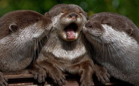 The dual, simultaneous, equiversal kisses planted on this lucky otter by his two best friends. | The 50 Cutest Things That Ever Happened Animals Kissing, Animals Painting, Otter Love, Baby Otters, Cute Animal Photos, Sweet Animals, The Animals, Animal Photo, Ferret