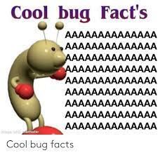 Cool Bug Facts, Bug Facts, Disgusting Humor, Weird Cats, Cool Bugs, Bo Burnham, Worst Movies, Lose My Mind, Fun Quotes Funny