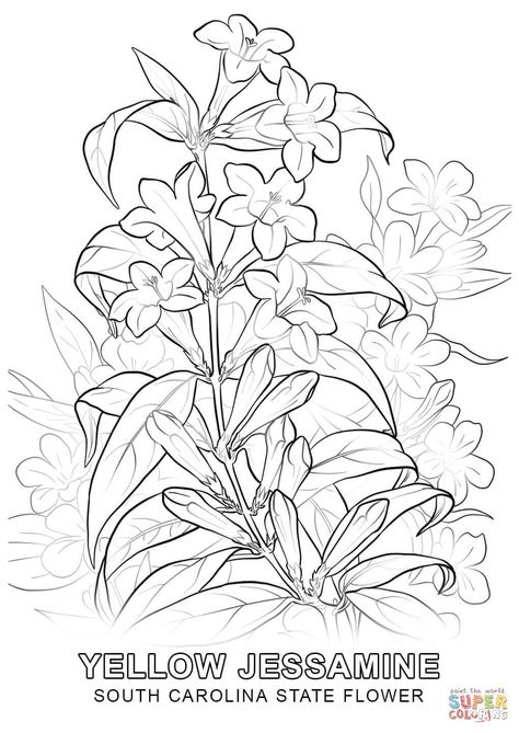 South Carolina State Flower, Yellow Jessamine, Diy Sketch, State Flowers, Printable Flower Coloring Pages, Chrysanthemum Tattoo, Flag Coloring Pages, Bird Coloring Pages, Art Study