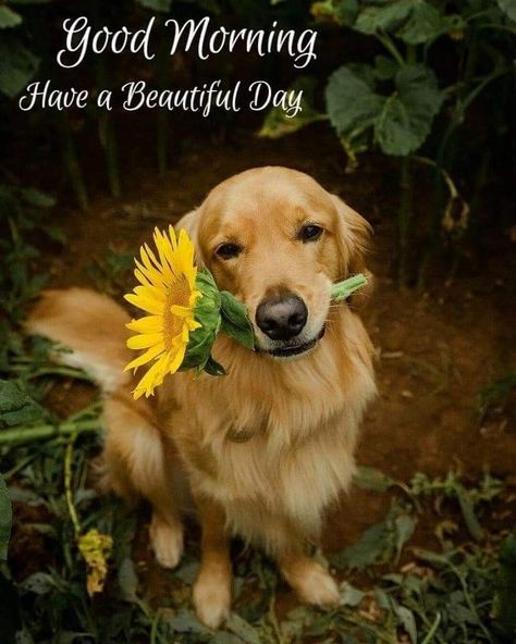 Good Morning Dog Images, Good Morning Dog, Morning Meme, Beautiful Morning Pictures, Good Morning Meme, Good Morning Animals, Board Sayings, Good Morning Cartoon, Friends Images