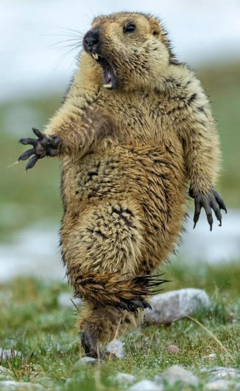 Prairie Dog, Wildlife Photographer, Photo Awards, Wildlife Photos, Cute Wild Animals, Animal Companions, Weird Animals, Rodents, Brown Bear