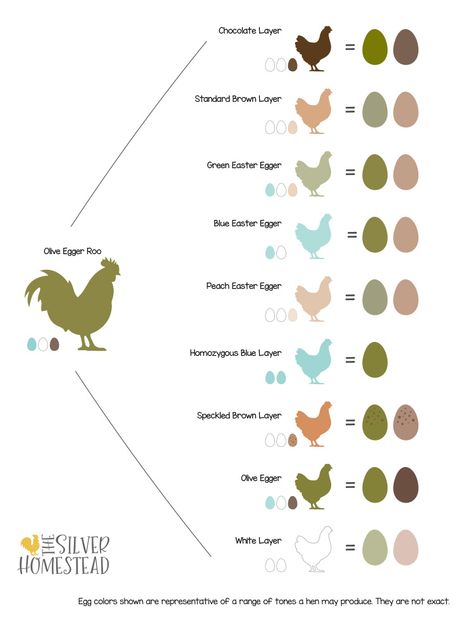 Chicken Genetics, Silver Homestead, Egg Chart, Homestead Hacks, Chicken Egg Colors, Serama Chicken, Chicken Breeding, Egg Laying Hens, Egg Colors