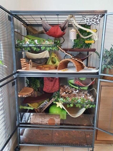 Naturalistic Rat Cage, Bioactive Rat Cage, Natural Rat Cage, Degu Cage Ideas, Aesthetic Rat Cage, Rat Cage Ideas Aesthetic, Cute Ferret Cage Ideas, Rat Cage Ideas Diy, Diy Ferret Stuff