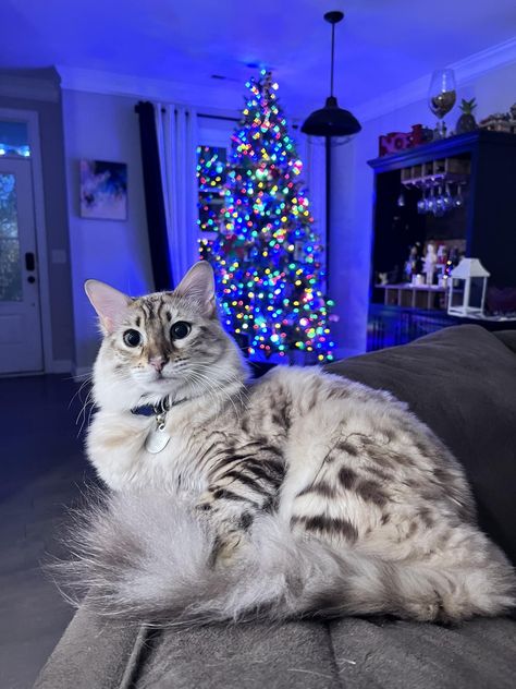 Long Haired Bengals (Cashmeres) Public group · 4.1K members. Mary Conway Howell November 30, 2022 · My beautiful Moony… Long Haired Bengal Cat, Cashmere Bengal Cat, Cashmere Bengal, Bangle Cat, Silver Bengal Cat, Gato Bengali, Silver Bengal, Spotted Cat, Dream's Cat