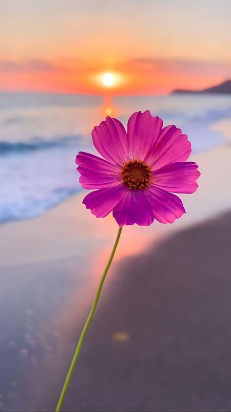 https://pin.it/3TCPzViBi Hd Girly Wallpaper Iphone, Cute Wallpapers Pink Flower, Wallpaper Simple Quotes, Wallpaper Backgrounds Girly, Flower Iphone Wallpaper Aesthetic, Girly Beach Aesthetic, Beach And Flowers Wallpaper, Pink Beach Wallpaper Iphone, Pink Flower Phone Wallpaper