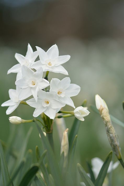 Paper White Narcissus Paperwhite Flower Tattoo, White Narcissus Flower, Paper White Narcissus, Flowers Facts, Paperwhite Narcissus, Narcissus Flower Tattoos, White Narcissus, Paper Whites, Deer Resistant Garden